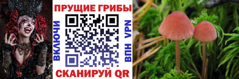Псилоцибиновые грибы ЛСД Александровск-Сахалинский